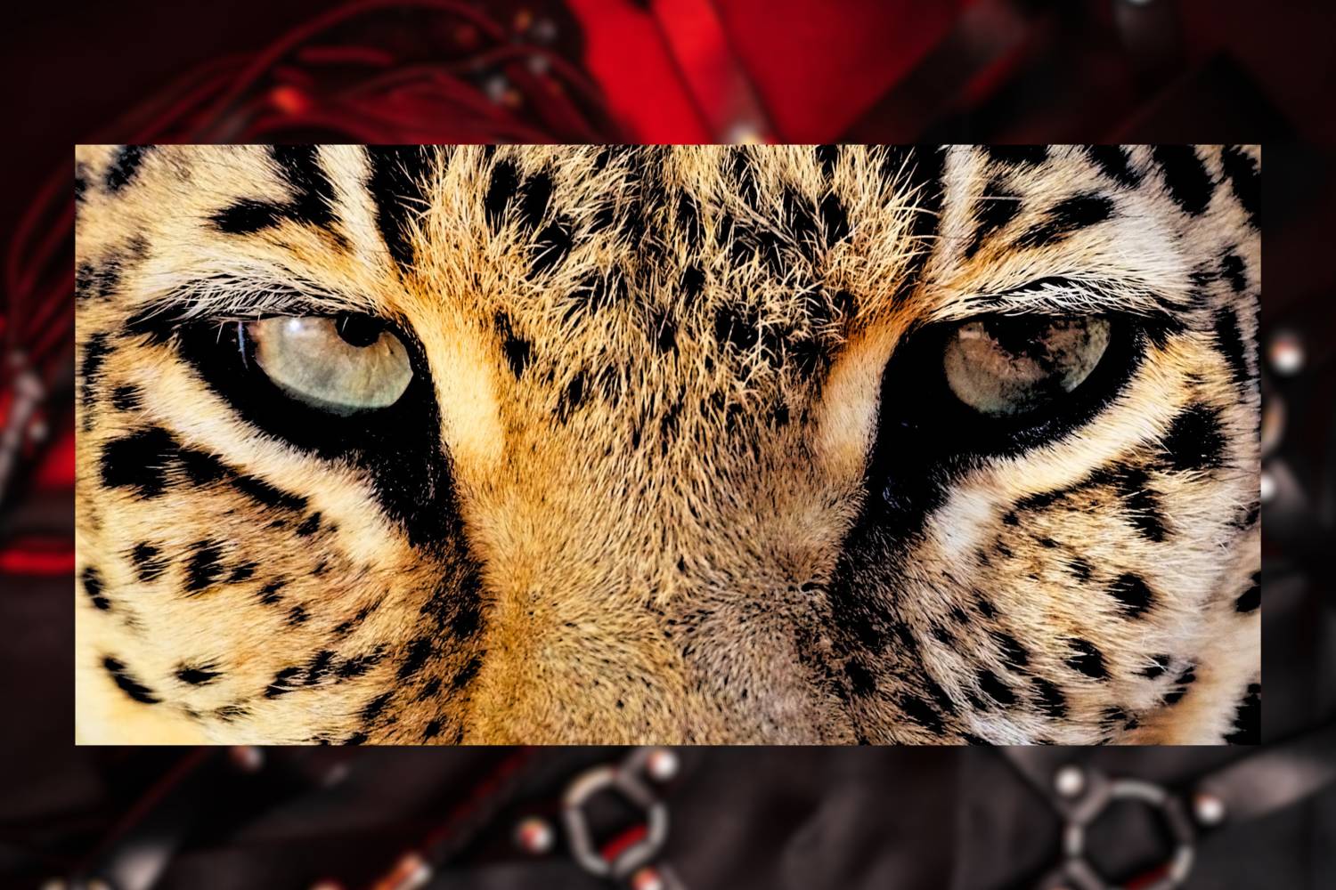 RM 501 - Wild【2hrs】